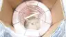 LINCOLN ED032904 ACCU-PAK SUPERARC L-56 MIG WELDING WIRE 0.035IN 500LB thumbnail 6