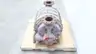 NASH CL1001 LIQUID RING VACUUM PUMP thumbnail 2