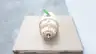 DAVID BROWN HD 6/9300 R17 INLINE GEAR DRIVE SPEED REDUCER 31.39:1 thumbnail 3
