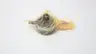 MITUTOYO 2109A-70 DIAL INDICATOR 0.001MM 0-1MM thumbnail 5