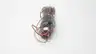 MAXON 303916 BRUSHED DC ELECTRIC MOTOR thumbnail 4